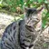 katzenfreundin