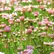 gartenfee32