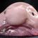 blobfisch