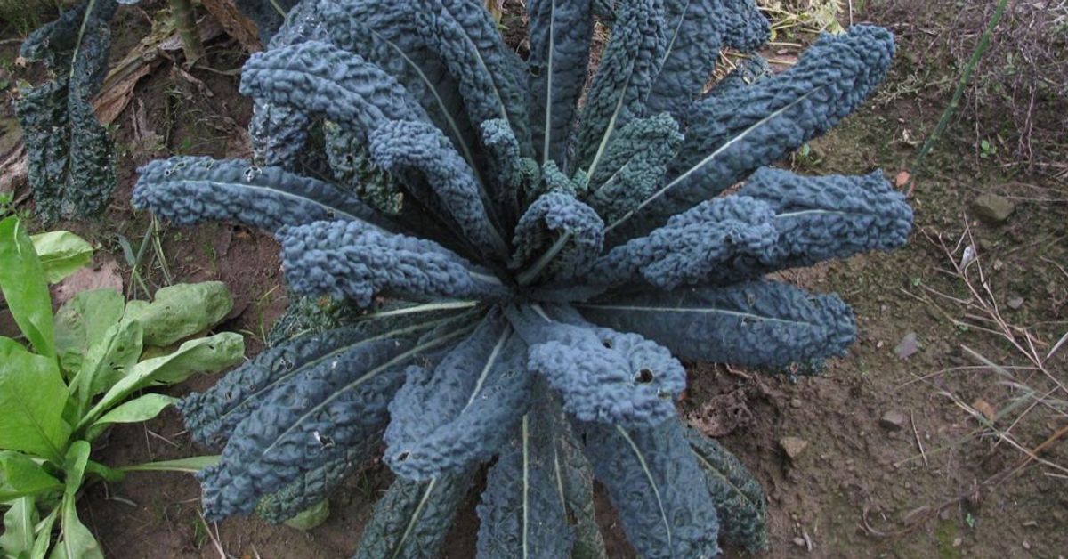 Pesto au chou noir (kale) recette de Pesto au chou noir (kale)