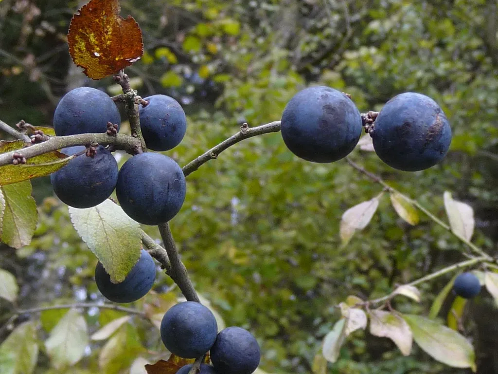 Prunelle : à cueillir à l'automne pour faire liqueur et confiture