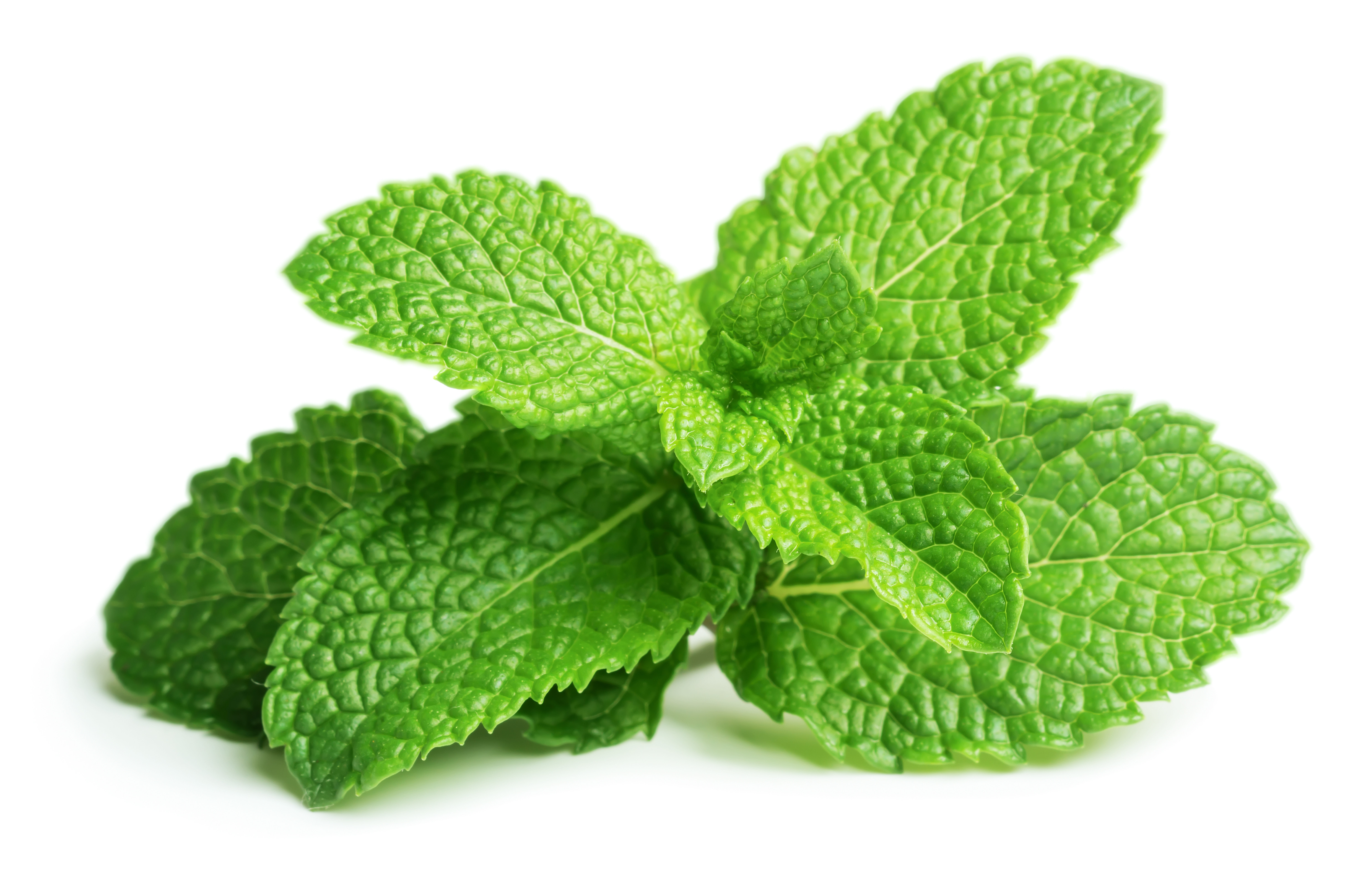 Mint. Мята перечная листья. Mentha piperita (Peppermint) Leaf extract. Mentha piperita лист. Мята листик.