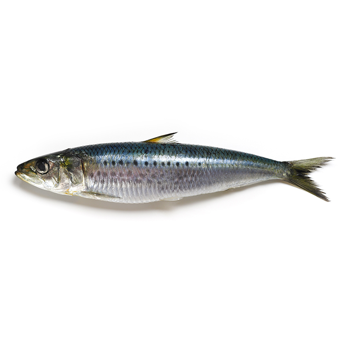 Verrine avec cuillère (11cm) sardine - Les Deux Provençales | Galerie  Argilla