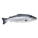 saumon