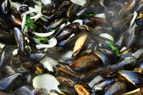 Moules au roquefort