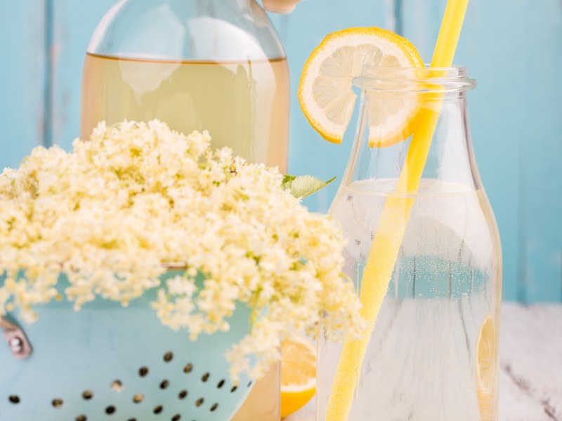 Sirop De Fleurs De Sureau Recette De Sirop De Fleurs De