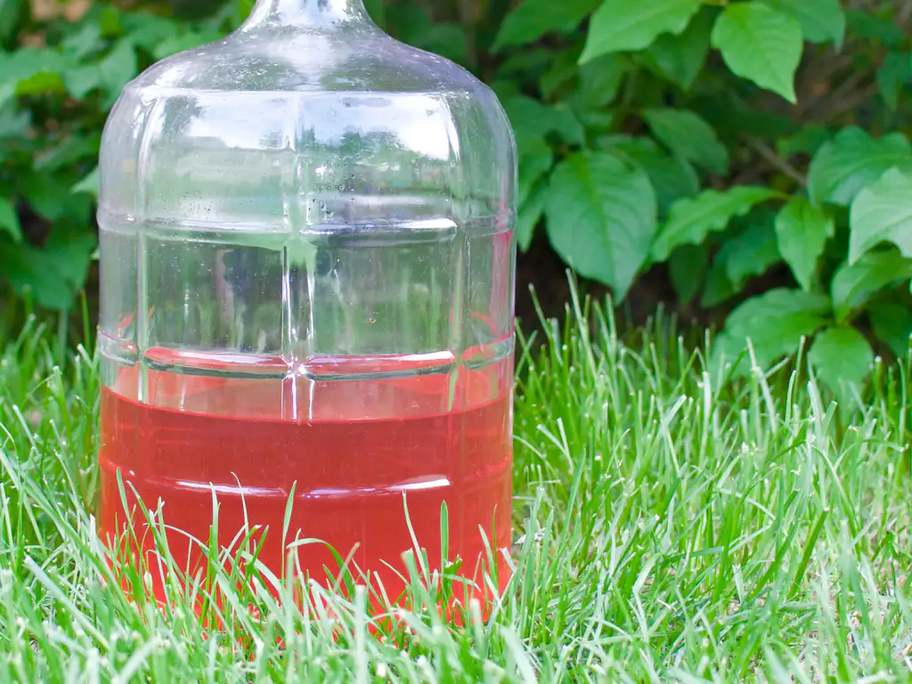 vin de rhubarbe traditionnel