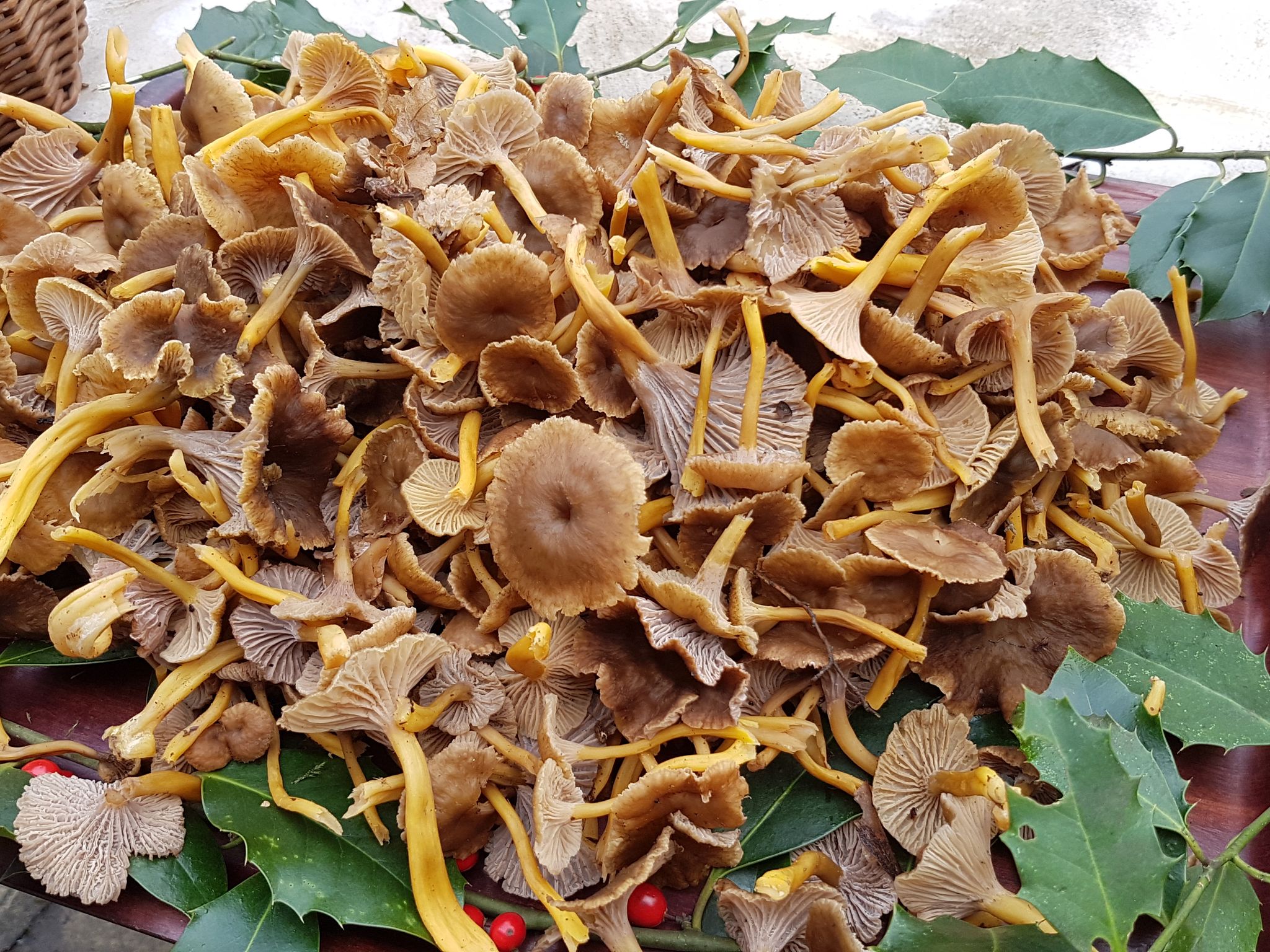 chanterelles jaunes cuisinées