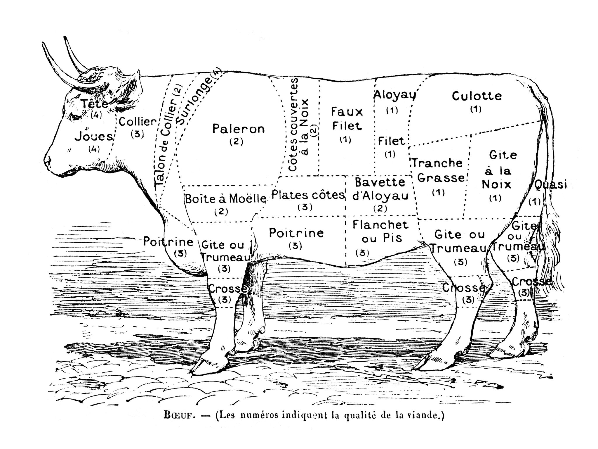 Boeuf quel morceau choisir... Recette de Boeuf quel morceau choisir... Marmiton