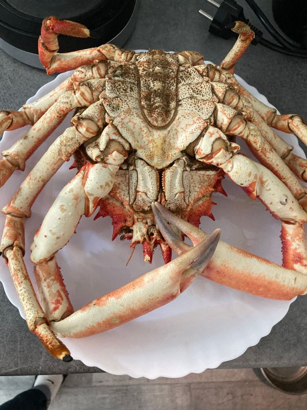 Araignées de mer du pêcheur