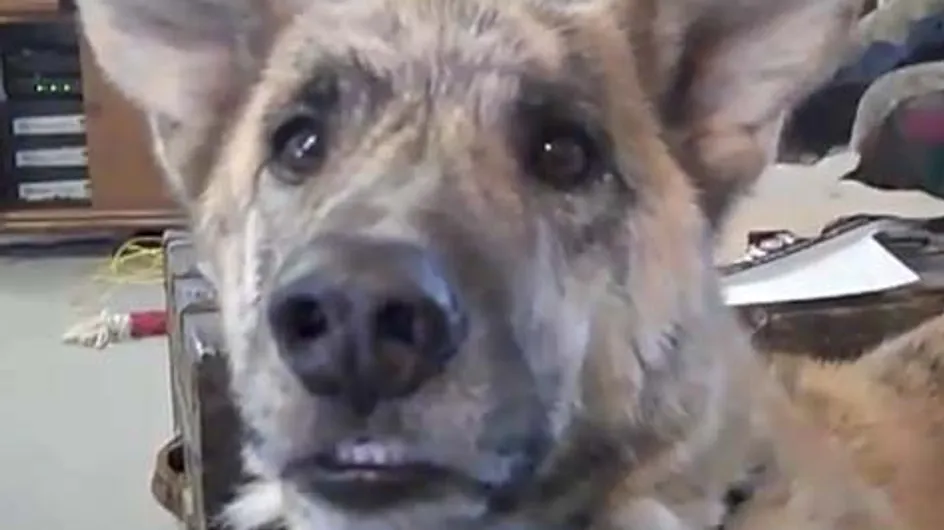 Le chien qui parle : La vidéo la plus visionnée de l’année
