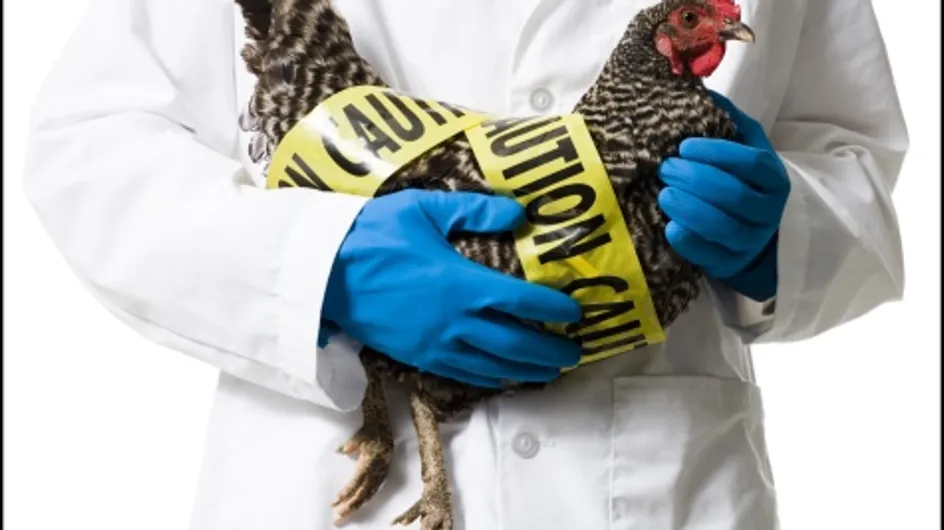 Grippe aviaire : De retour à Hongkong