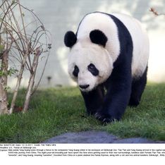 Best of 2011 : Un panda nommé femme de l’année !