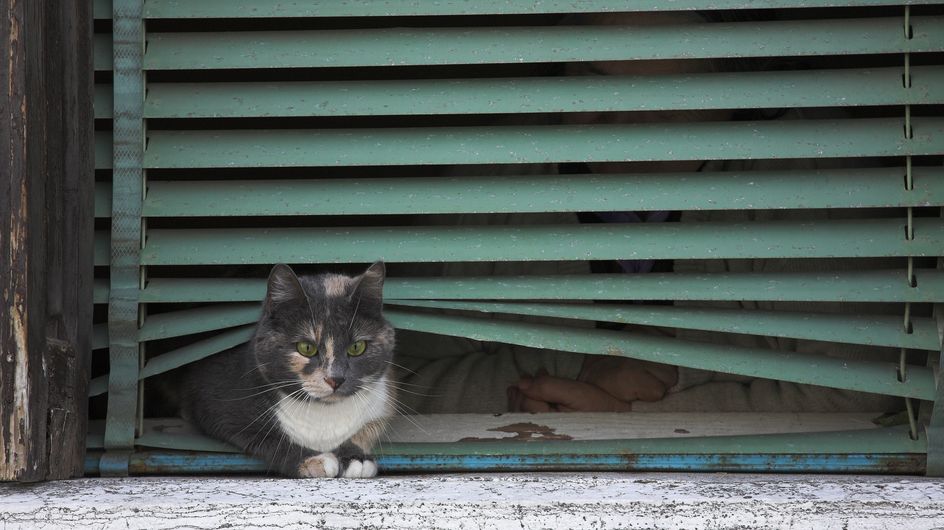 Chat Disparitions Inquietantes A Angers