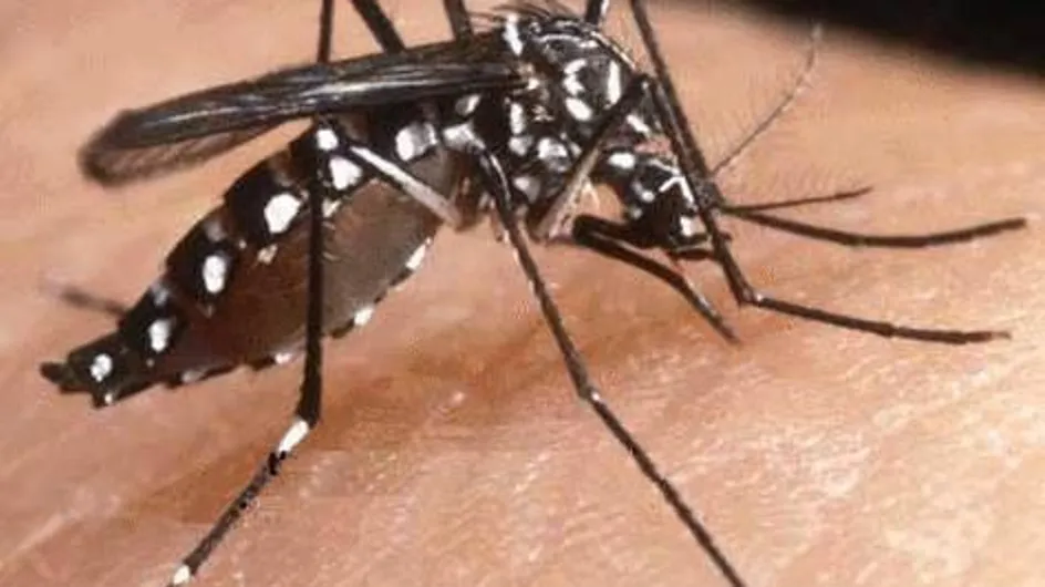 Chikungunya : Le moustique tigre menace le Sud de la France