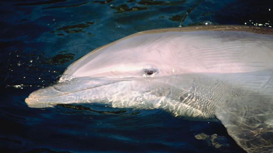 Environnement : 3000 dauphins retrouvés morts sur les côtes péruviennes