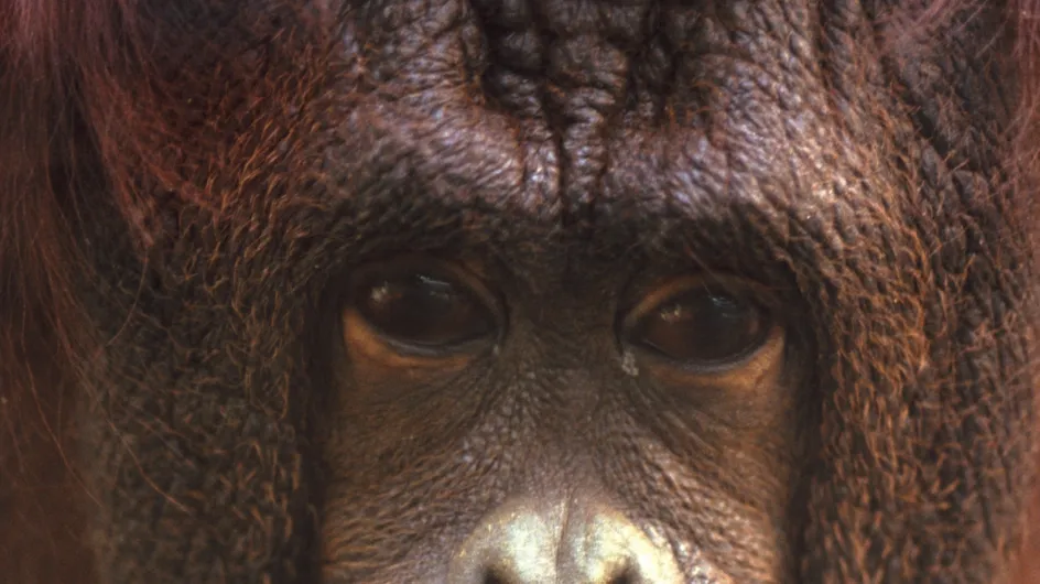 Major, le plus vieil orang-outan au monde, fête ses 50 ans