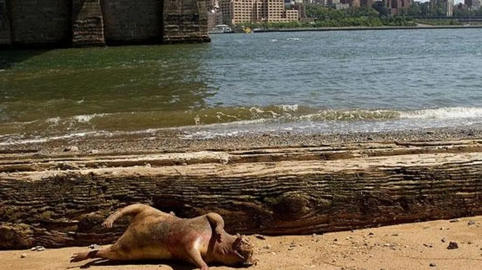Insolite : Un mystérieux animal découvert à New-York ! (Photos)