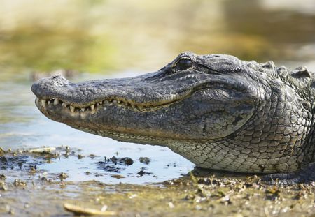 Floride : Un homme jugé pour avoir nourri l'alligator qui l'a amputé