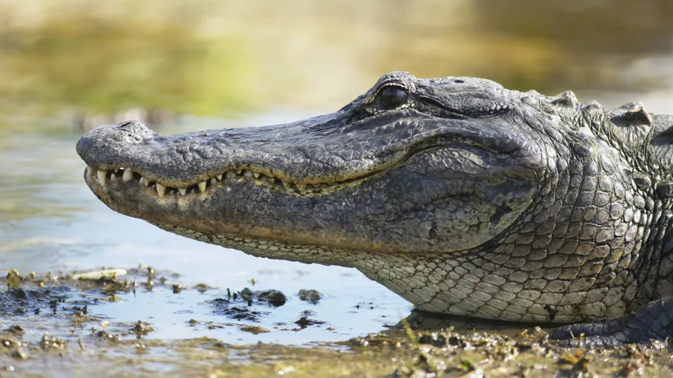 Floride : Un homme jugé pour avoir nourri l'alligator qui l'a amputé