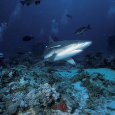 Attaques de requins : La méduse tue 10 fois plus que le squale