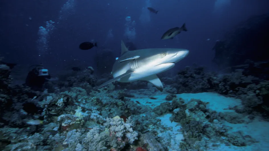 Attaques de requins : La méduse tue 10 fois plus que le squale