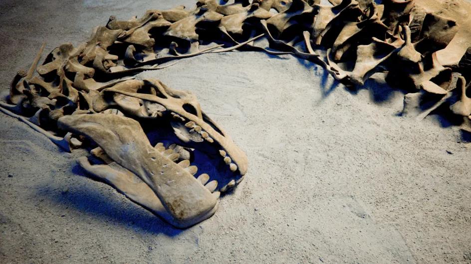 Faits divers : Un dinosaure inconnu découvert près d'Aix-en-Provence