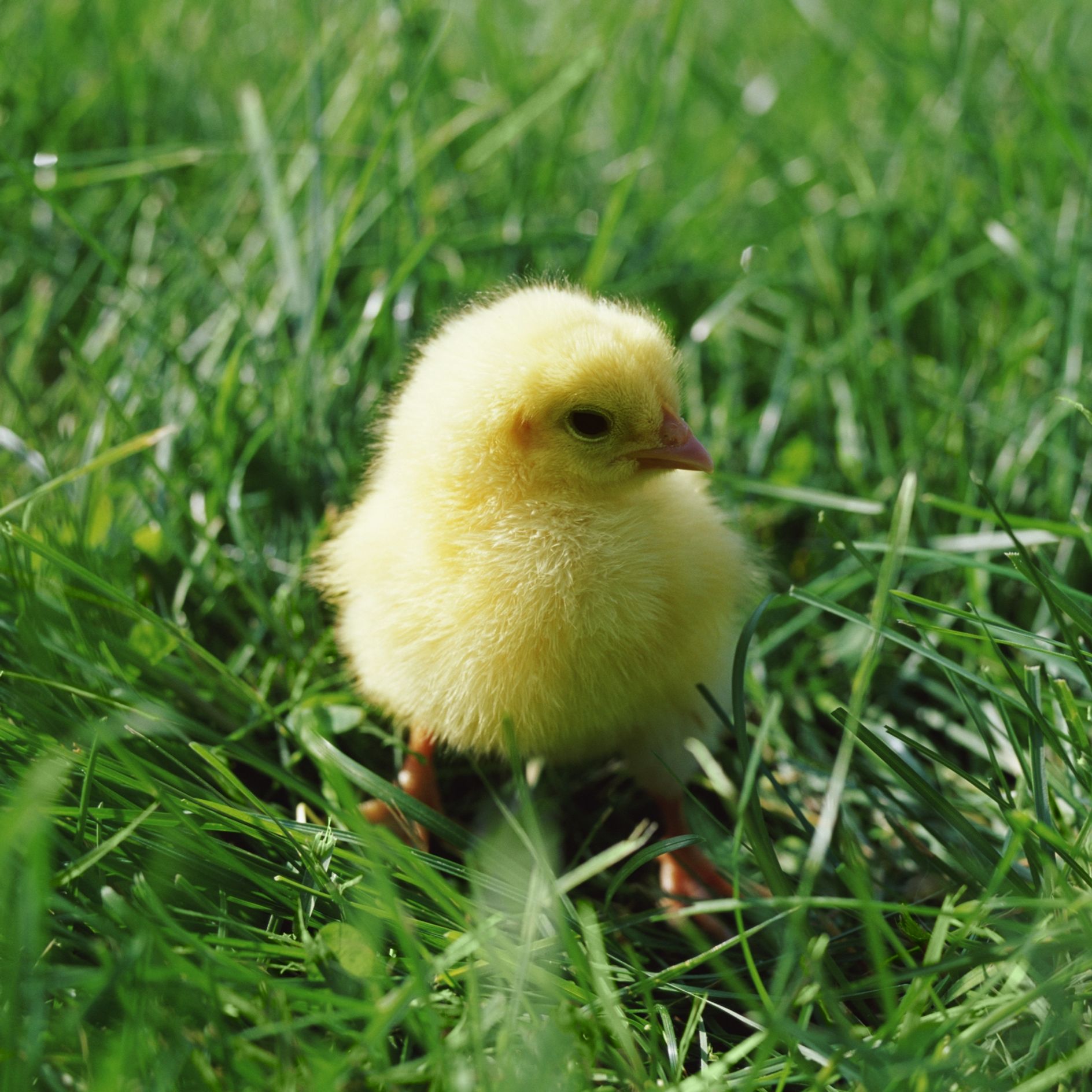 Journee Des Animaux Top 10 Des Animaux Les Plus Mignons Photos