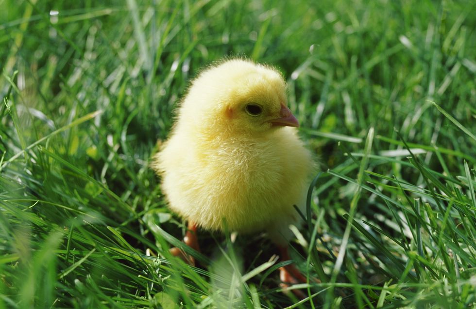 Journée Des Animaux Top 10 Des Animaux Les Plus Mignons