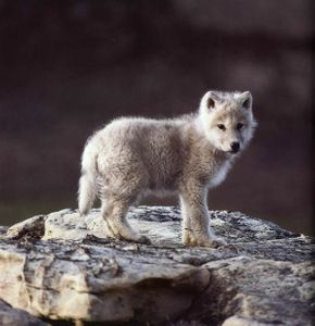 Journee Des Animaux Top 10 Des Animaux Les Plus Mignons Photos