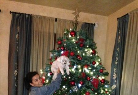Eva Longoria : Découvrez son sapin de Noël ! (Photos)