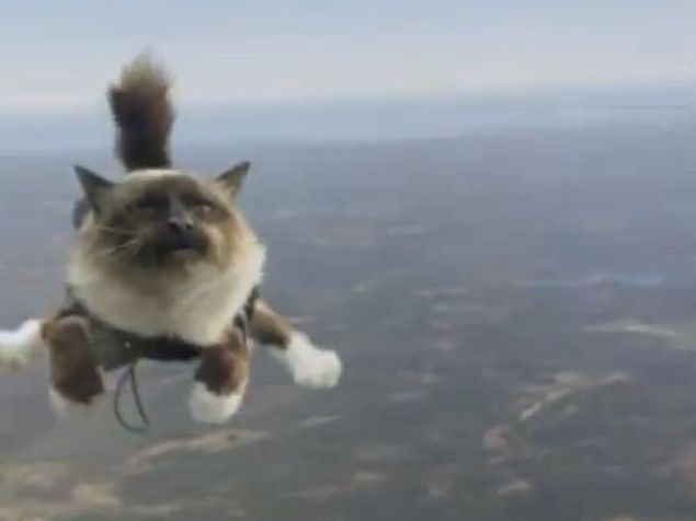 Des Chats Qui Sautent En Parachute La Suede L A Fait Video