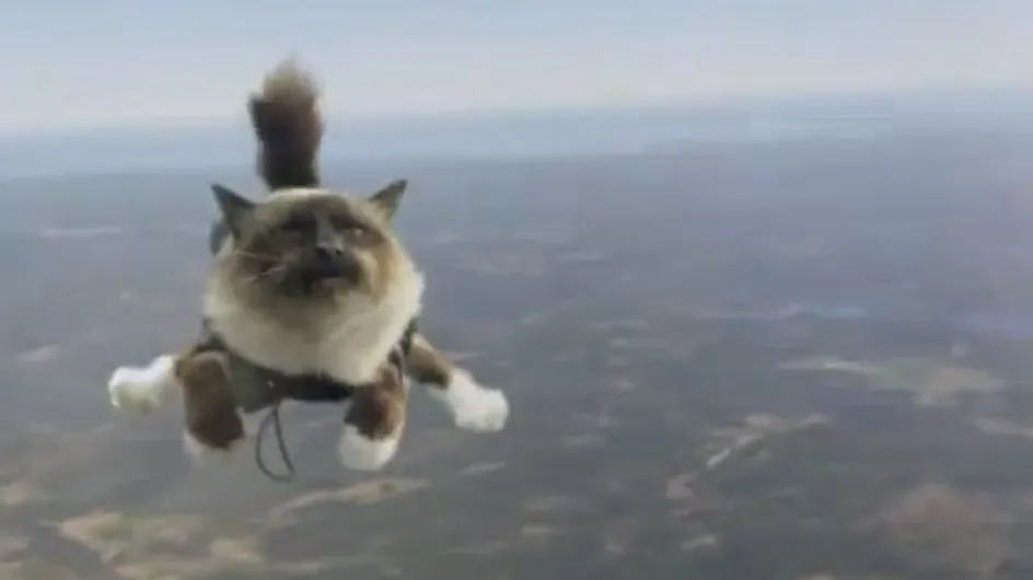 Des chats qui sautent en parachute : La Suède l’a fait ! (Vidéo)
