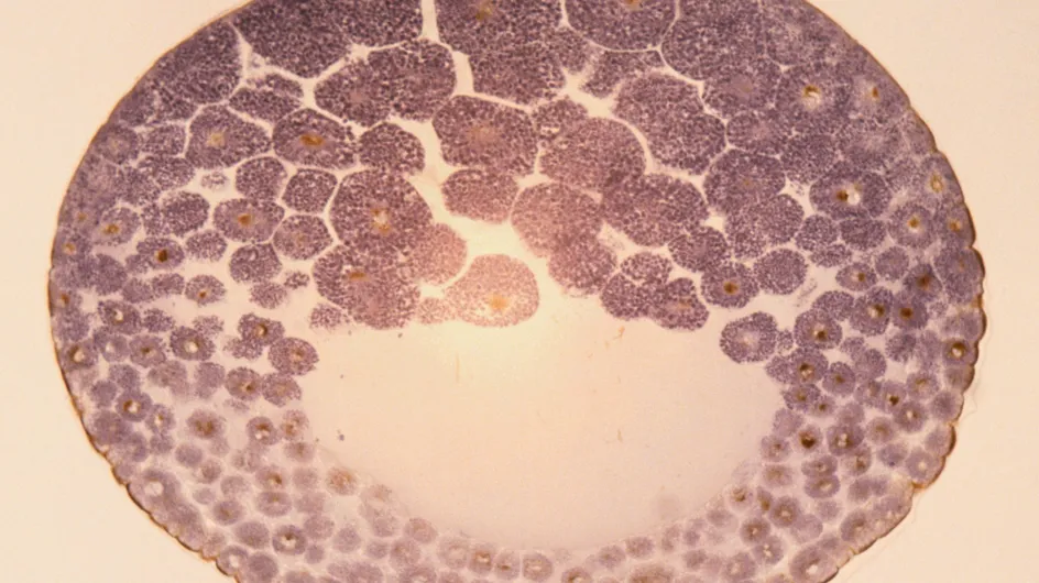 Bioéthique : La recherche sur l’embryon adoptée au Sénat