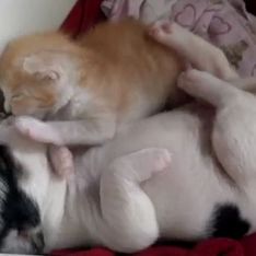 La vidéo buzz du jour : Un chien et un chaton se font des bisous ^^