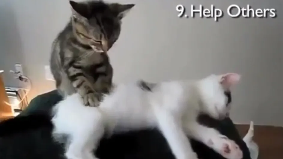 La vidéo buzz du jour : Le top 10 des bonnes résolutions vues par des chats !