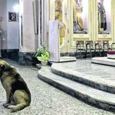 Un chien assiste à toutes les messes depuis la mort de sa maîtresse
