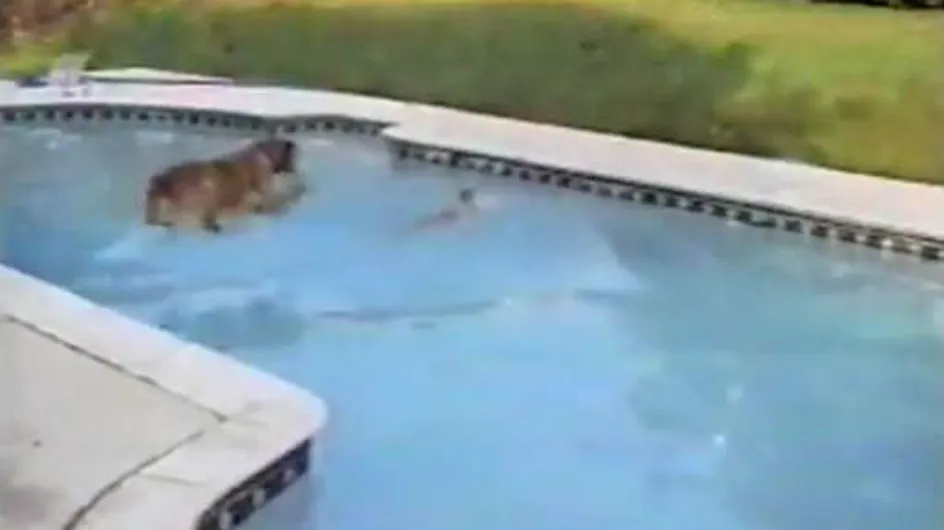 Insolite : Un chien sauve son bébé de la noyade ! (Vidéo)