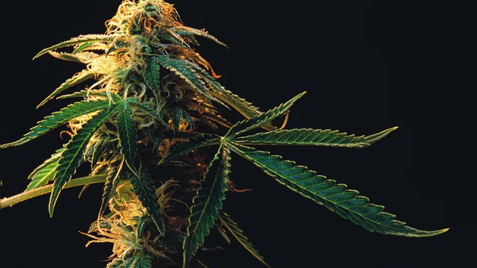 Cannabis : Une forme thérapeutique sans accoutumance ni euphories