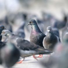 Insolite : Moins de pigeons grâce à la pilule !