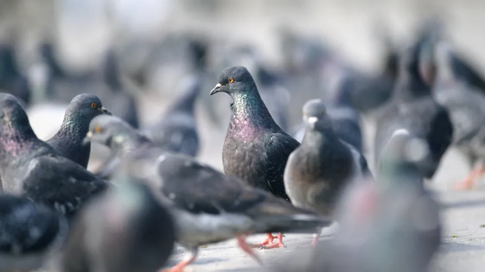 Insolite : Moins de pigeons grâce à la pilule !