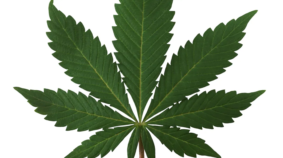 Drogue : Bientôt une loi pour la dépénalisation du Cannabis ?
