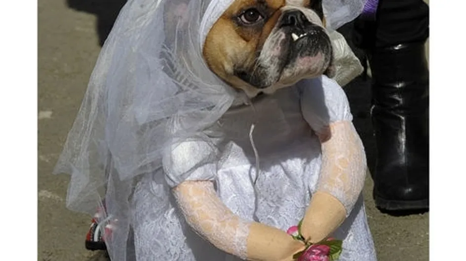 Un mariage à 200 000 dollars … pour un chien !