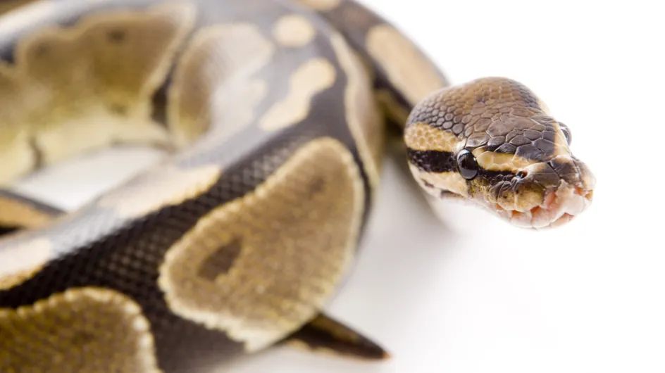 Insolite : Un python de 3 mètres et 40 kilos découvert dans la Seine