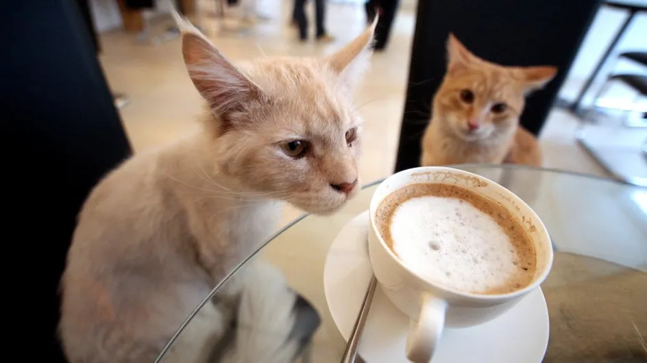 Appel aux dons pour un café à chats en France !
