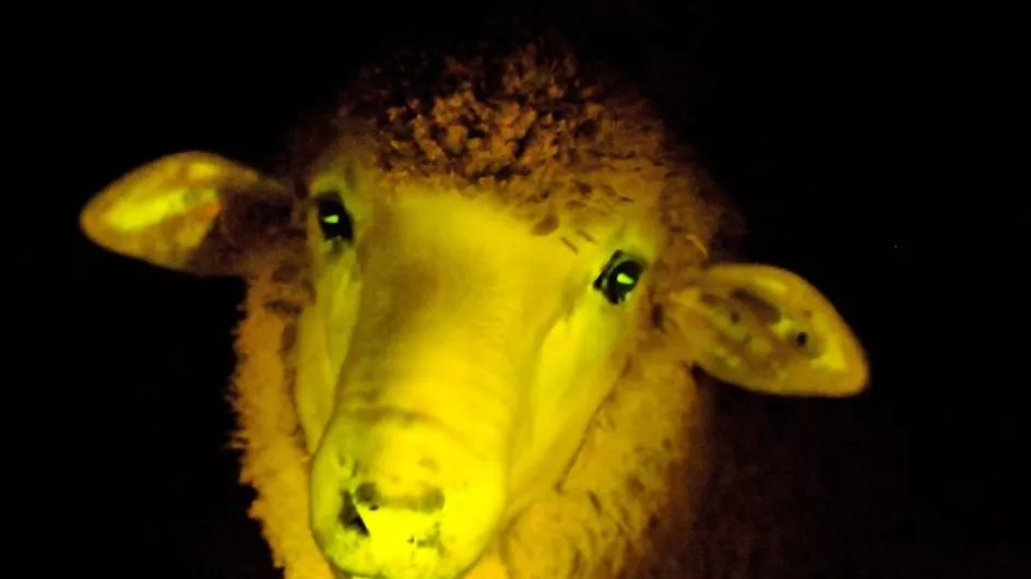 Des moutons transgéniques phosphorescents ont vu le jour