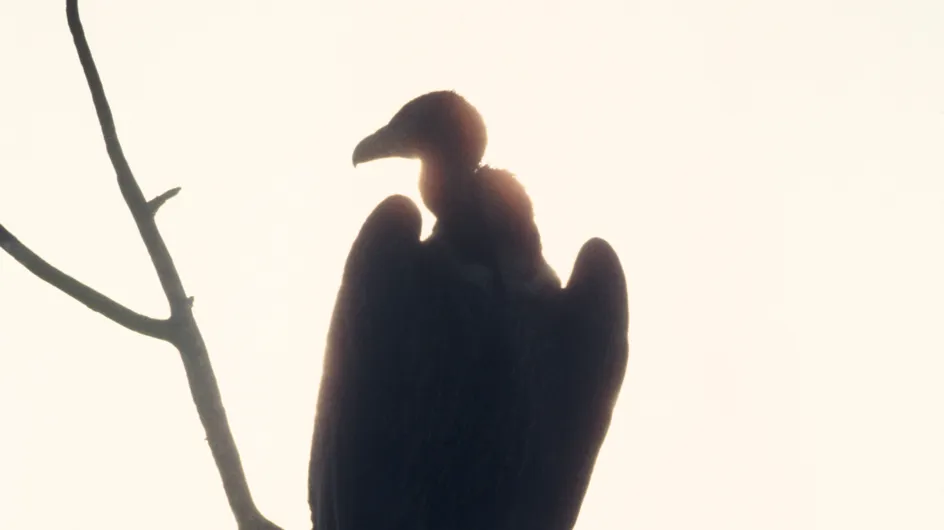 Une randonneuse dévorée par des vautours après une chute mortelle