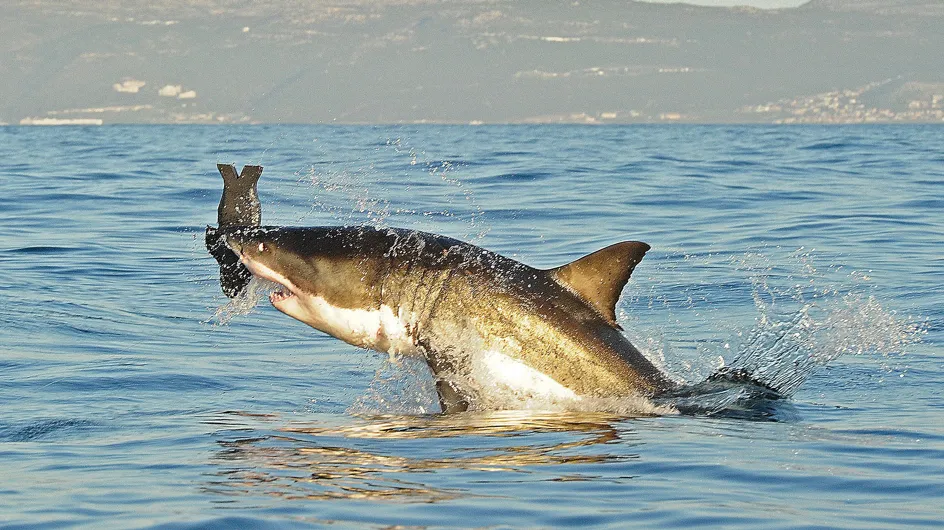 La Réunion : En lune de miel, un métropolitain est tué par un requin