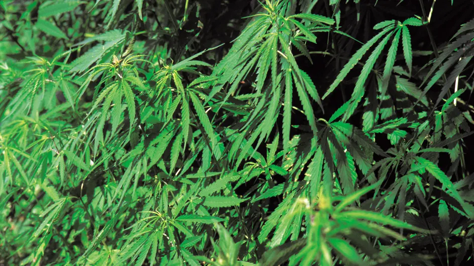 Des médicaments à base de cannabis bientôt mis sur le marché