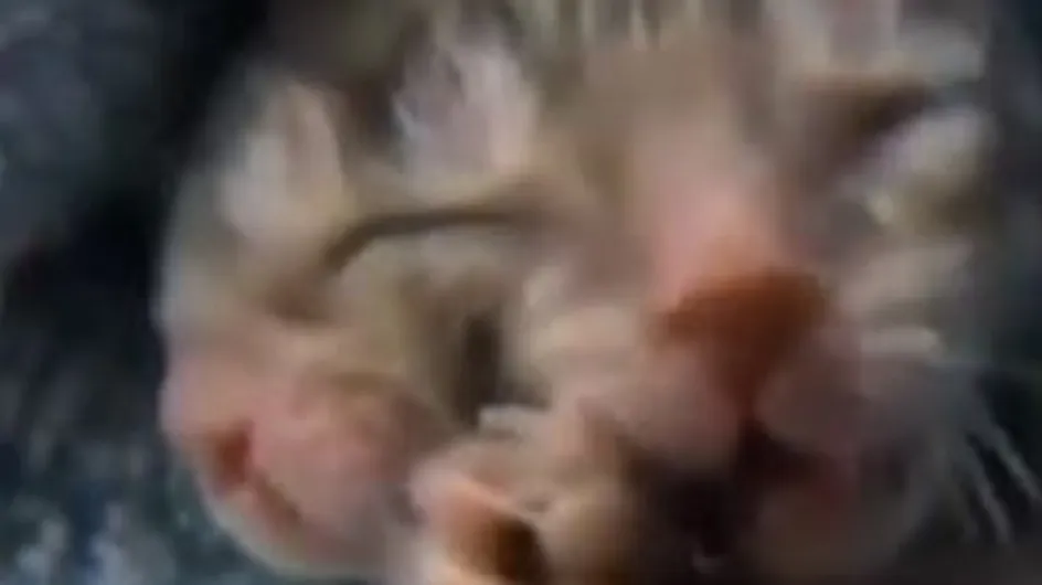 Insolite : Naissance d’un chaton à deux têtes (Vidéo)